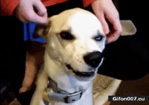 Funny Dog, Face, Video, Gif