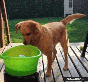 Gif 849 Funny Dog Fetch Machine Video Gifon007 Eu Funny Dog Fetch Machine Video Gif