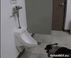Funny Dog, Pee, Urinal, Video, Gif