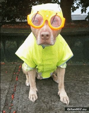 Funny Dog, Rainy Day, Glasses, Video, Gif