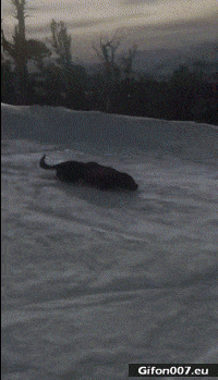 Funny Dog, Ski Slope, Sliding Down, Video, Gif