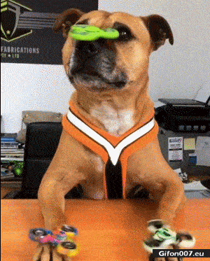 Funny Dog, Spinners, Video ,Gif