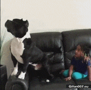Funny Dog, Watching TV, Video, Gif