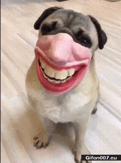Funny Dog, Wearing Mask, Big Teeth, Video, Gif