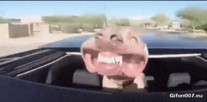 Funny Dog, Wind, Car, Head, Video, Gif