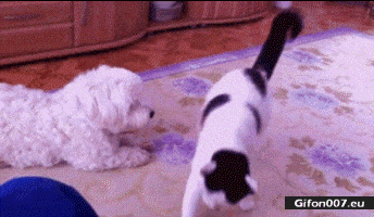 Funny Dog and Cat Video, Gif