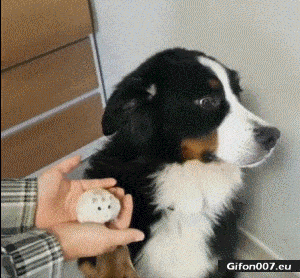 Funny Dog and Hamster, Fear, Video, Gif