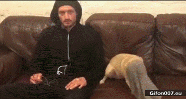 Funny Dog and Man, Robber, Video, Gif