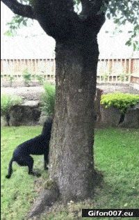 Funny Dog and Squirrel, Tree, Video ,Gif