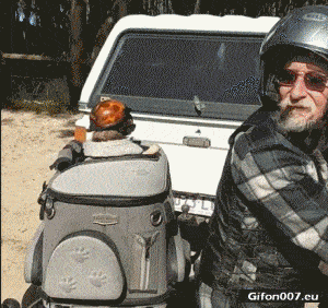 Funny Dog on Motorcycle, Helmet, Glasses, Video, Gif