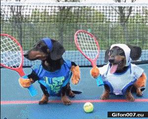 Funny Dogs Dachshund, Playing Tennis, Video, Gif