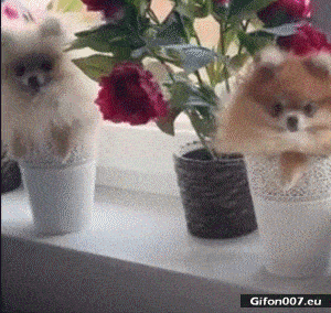 Funny Dogs, Flowers, Flower pot, Video, Gif