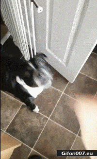 Funny Dogs, Ham, Video, Gif