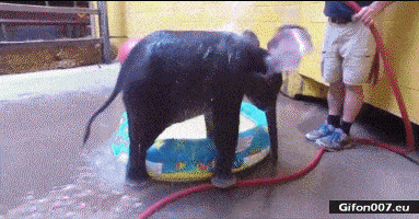 Funny Elephant Having a Shower, Video, Gif