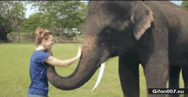 Funny Elephant and Woman, Waving, Video, Gif