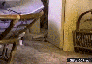 Gif 887: Funny Gif, Cat, Hair, Woman, Pull 