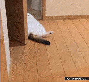 Gif 870: Funny Lazy Cat, Funny Video, Gif 