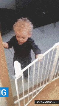 Funny Little Boy, Dogs, Feed, Video ,Gif
