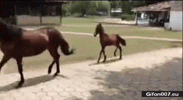 Funny Little Horse, Video, Gif