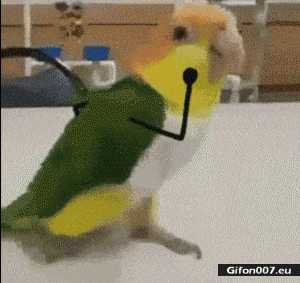 Funny Parrot, Jumping, Hand, Video, Gif