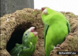 Funny Parrots, Dancing, Video, Gif