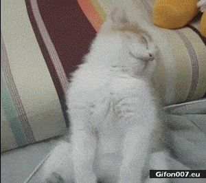 Funny Sleeping Cat, Video, Gif