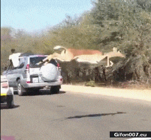 Funny Video, Antelope, Road, Cars, Gif