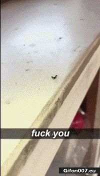 Funny Video, Ants, Fail, Fuck You, Gif