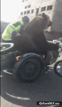Funny Video, Bear, Motorbike, Gif