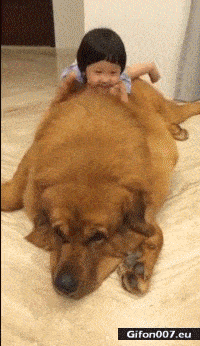 Funny Video, Big Dog, Child, Cuddle, Gif