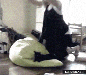 Funny Video, Cat, Flying, Fail, Gif