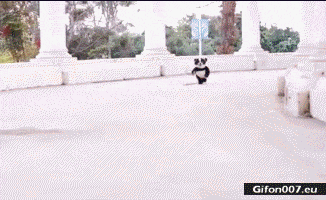 Funny Video, Cute Panda, Dog, Running, Gif