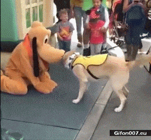 Funny Video, Dog, Disney, Gif
