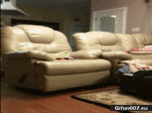 Funny Video, Dog Jumping, Sofa, Woman, Gif