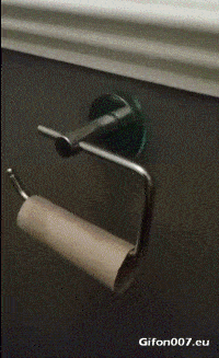 Funny Video, Dog, Toilet Paper Roll, Gif