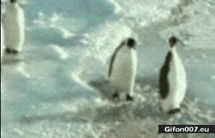Funny Video, Penguins, Smack, Slap, Gif
