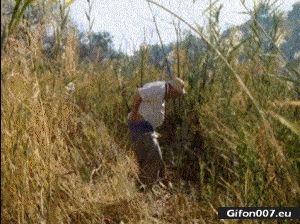 Funny Video, Pooping, Nature, Shovel, Gif