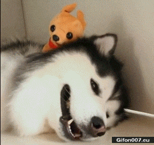 Funny Video, Tired Dog, Toy, Gif
