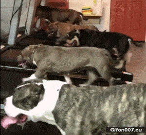 Funny Video, Treadmill, Gym, Dogs, Gif