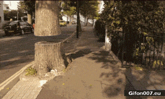 Funny Video, Tree Trunk, Gif