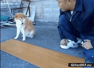 Handy Dog, Funny Video, Measurement, Gif