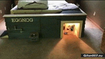 Nice House for Dog, Bed, Video, Gif