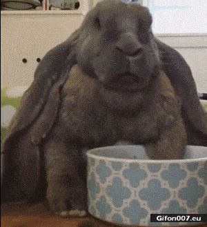 Very Big Rabbit, Eating, Video, Gif
