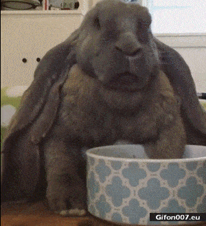Very Big Rabbit, Eating, Video, Gif
