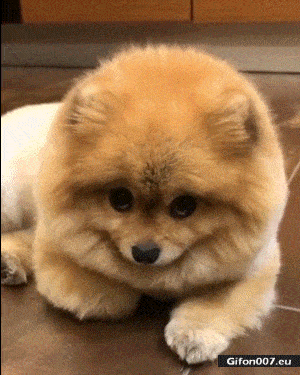 Very Nice Cute Dog, Video, Gif