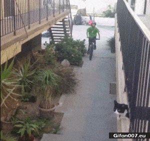 Cat, Riding a Bike, Paw, Hand, Video, Gif