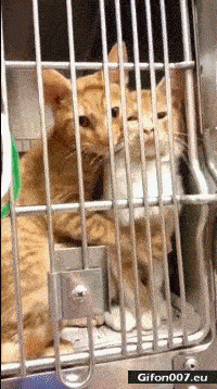 Cute Cats in Cage, Cuddle, Video, Gif