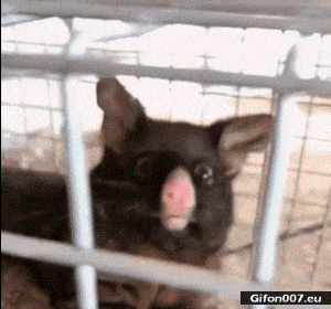 Funny Animal, Eyes, Cage, Video, Gif