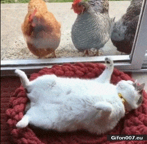 Funny Animals, Cat, Hens, Relax, Video ,Gif