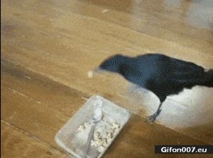 Funny Animals Video, Bird, Dog, Cat, Feeding, Gif